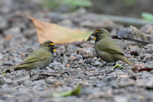 Yellow-faced Grassquits